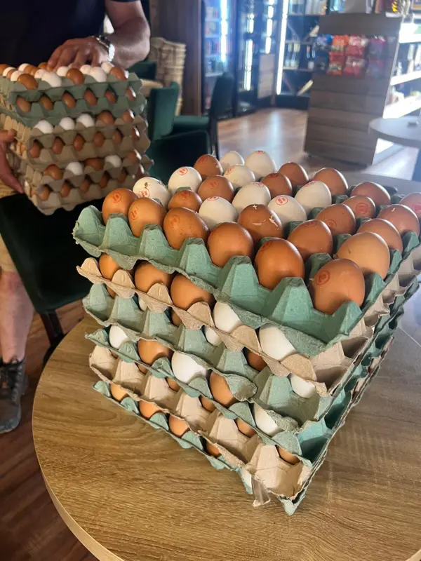 Œufs frais pour le brunch