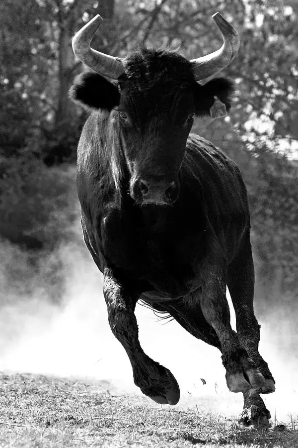 Taureau de Camargue, l’emblème de Villattes